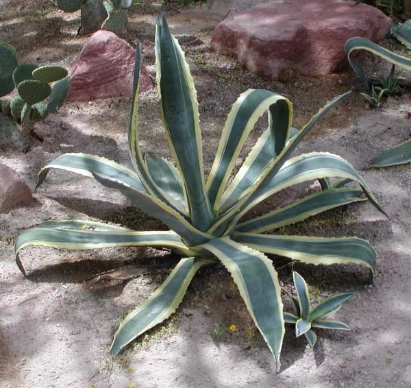 日当たりのよい場所に置かれた鉢植えのアガベ