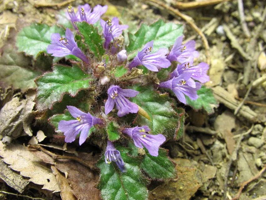 半日陰の花壇を銅葉と青紫の花で覆うアジュガ