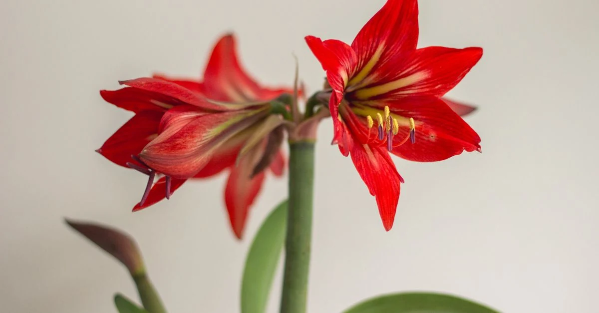 鉢植えのアマリリスと球根、花後の葉を管理する様子