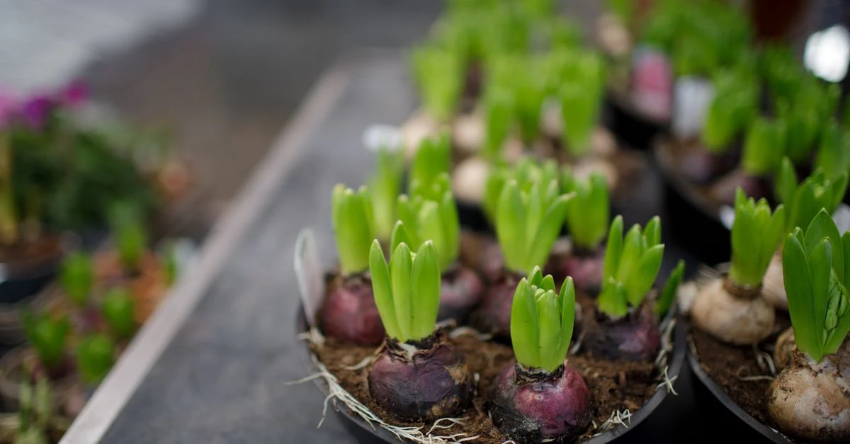 秋の花壇にチューリップやスイセンの球根を植え付ける様子