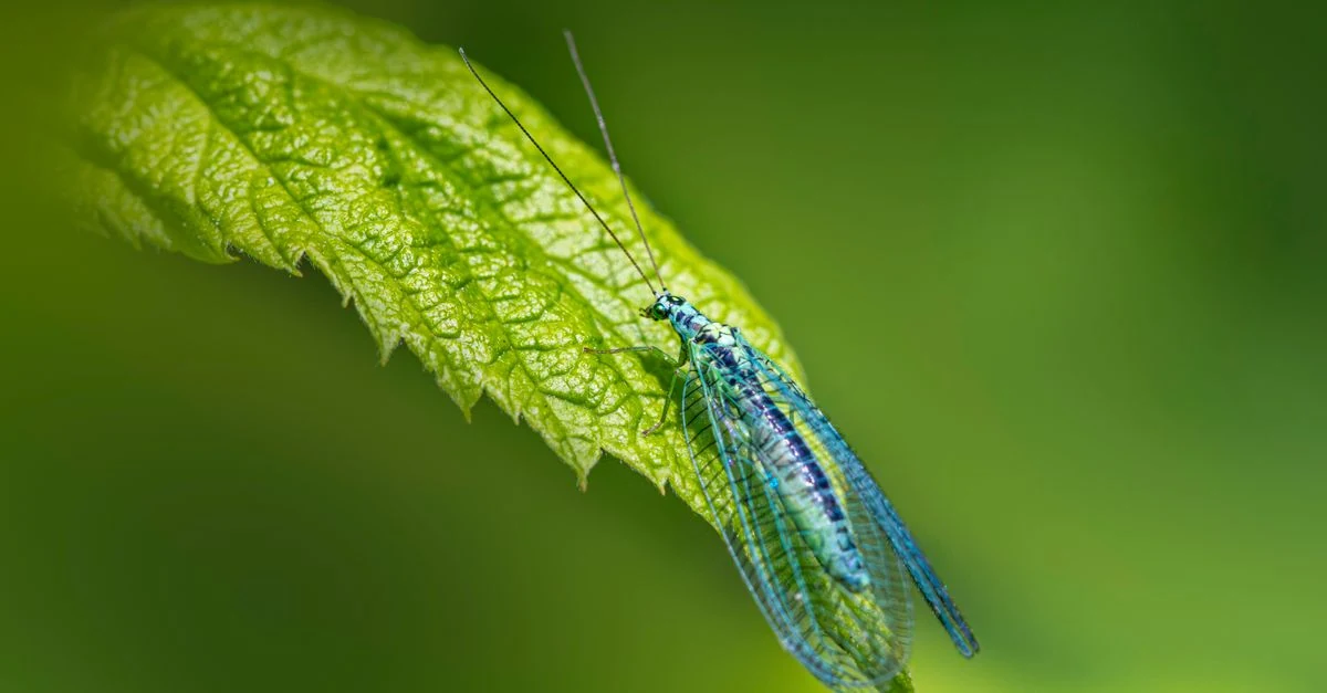 家庭菜園の葉の上で害虫を待ち伏せするカマキリ