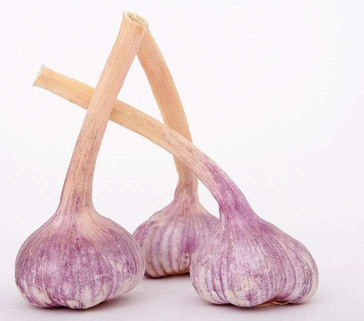スイセン球根の底盤と内部を点検して害虫と腐敗を見分ける様子
