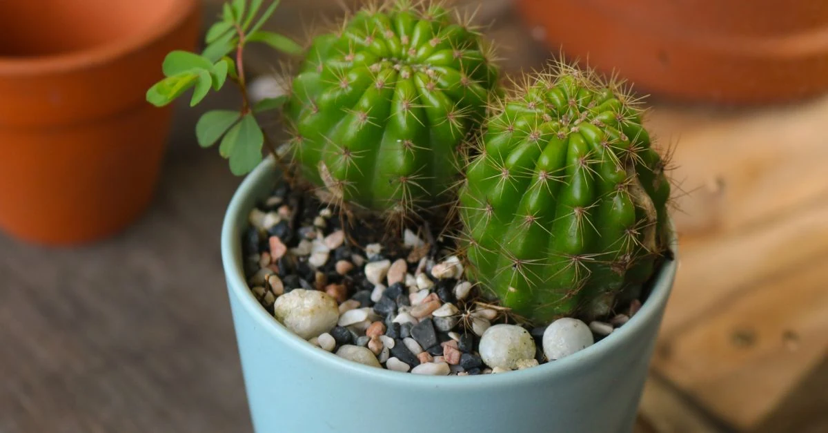鉢植えサボテンの用土が乾いたか確かめて水やりする様子