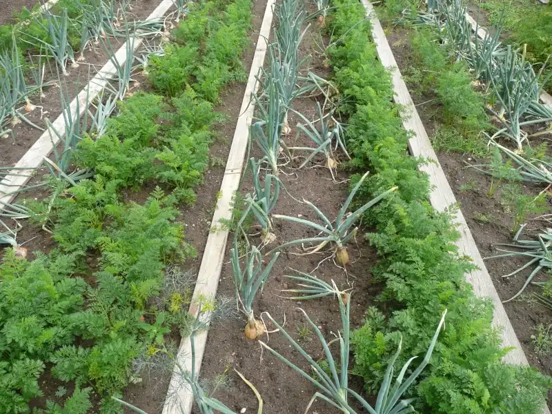 家庭菜園の畝で複数の野菜と花を組み合わせて育てる様子