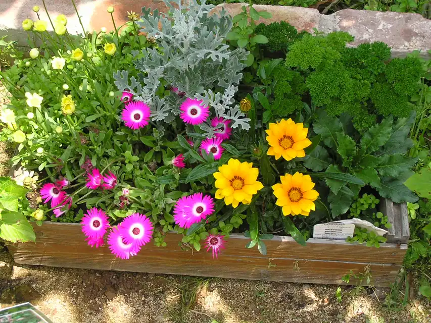 日照と水分条件をそろえて選んだ花と葉物の寄せ植え