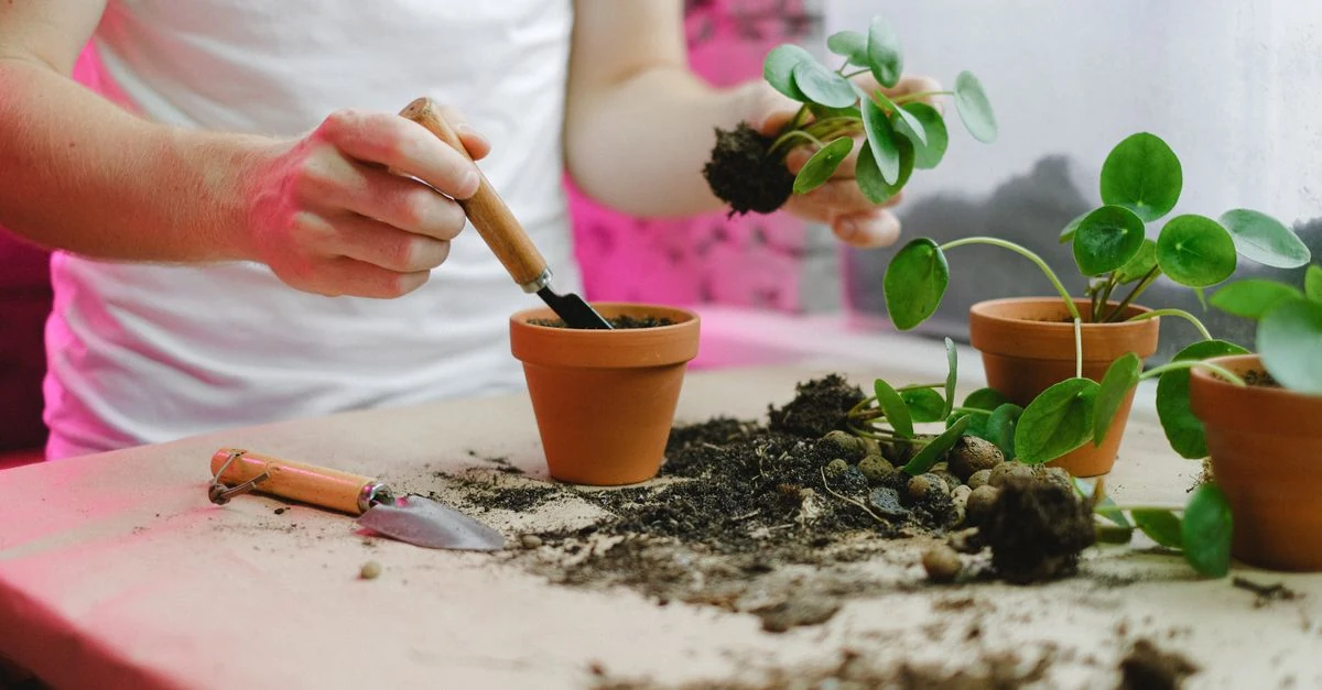寄せ植えを鉢から取り出して根と株の状態を確認する植え替え作業