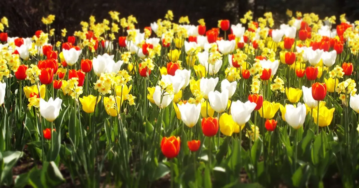 春の花壇で並んで咲く黄色いスイセンと色鮮やかなチューリップ