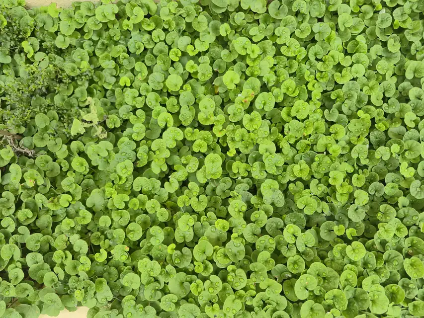 庭の土を整えてダイカンドラを種まきする様子