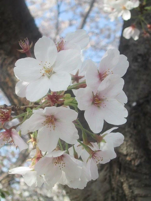 日当たりのよいベランダで初心者が育てる色とりどりの花苗