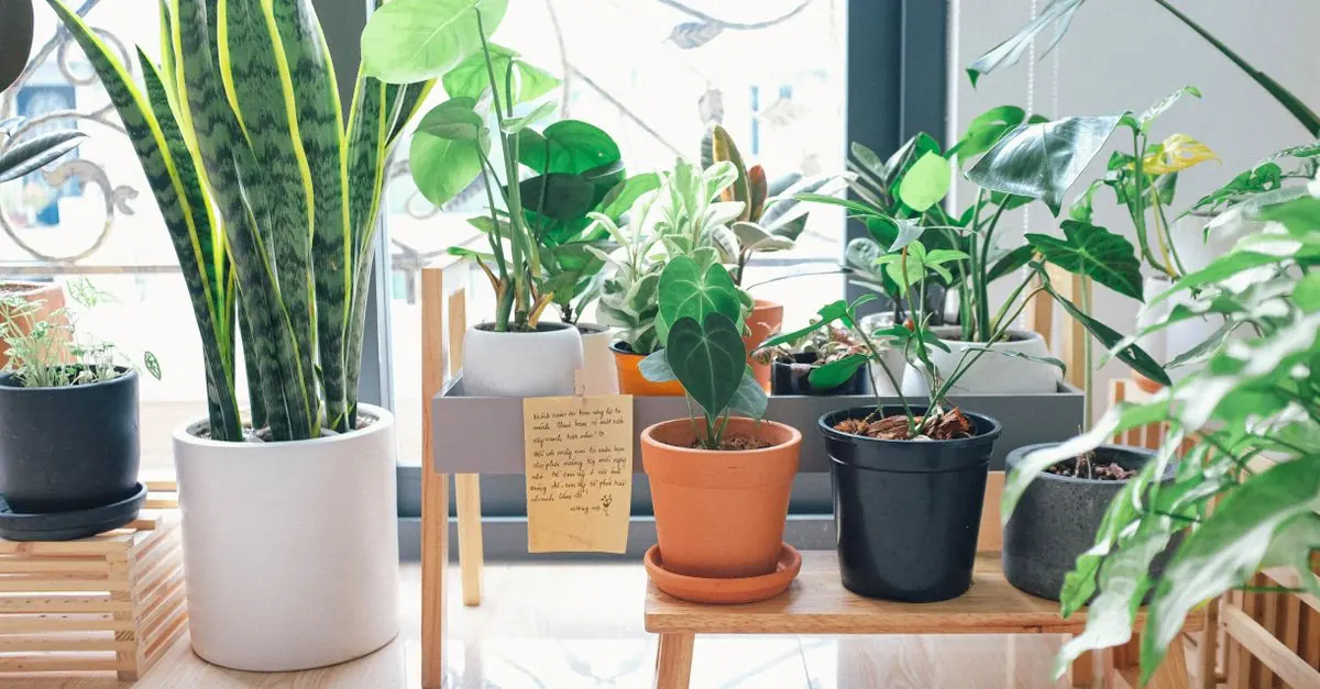 リビングの明るい場所に観葉植物を配置した室内