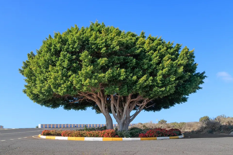 明るい室内で剪定と植え替えの手入れを受けるガジュマル