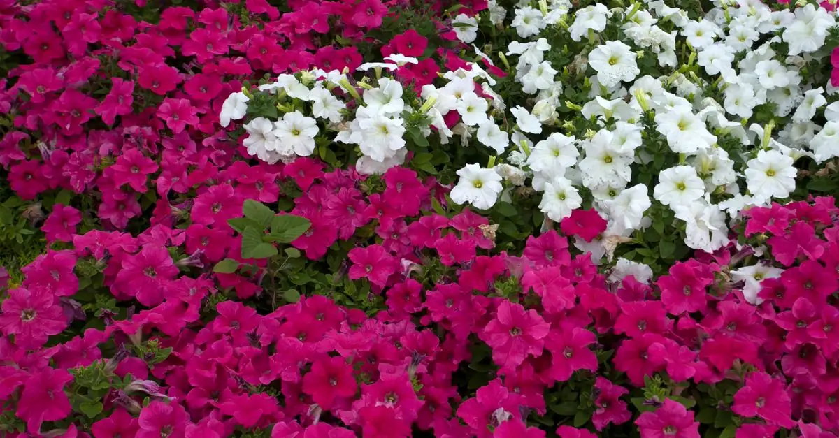 主役色と補色をまとまりよく配置した家庭の花壇