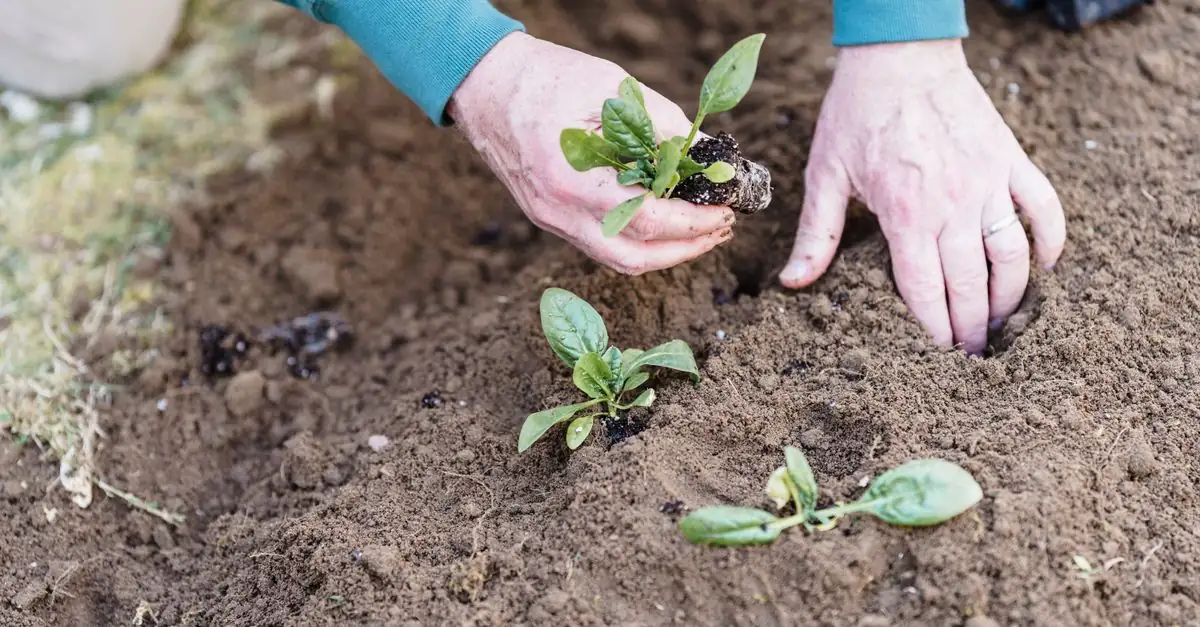 四季の見どころと作業時期をつなぐ庭の植栽計画