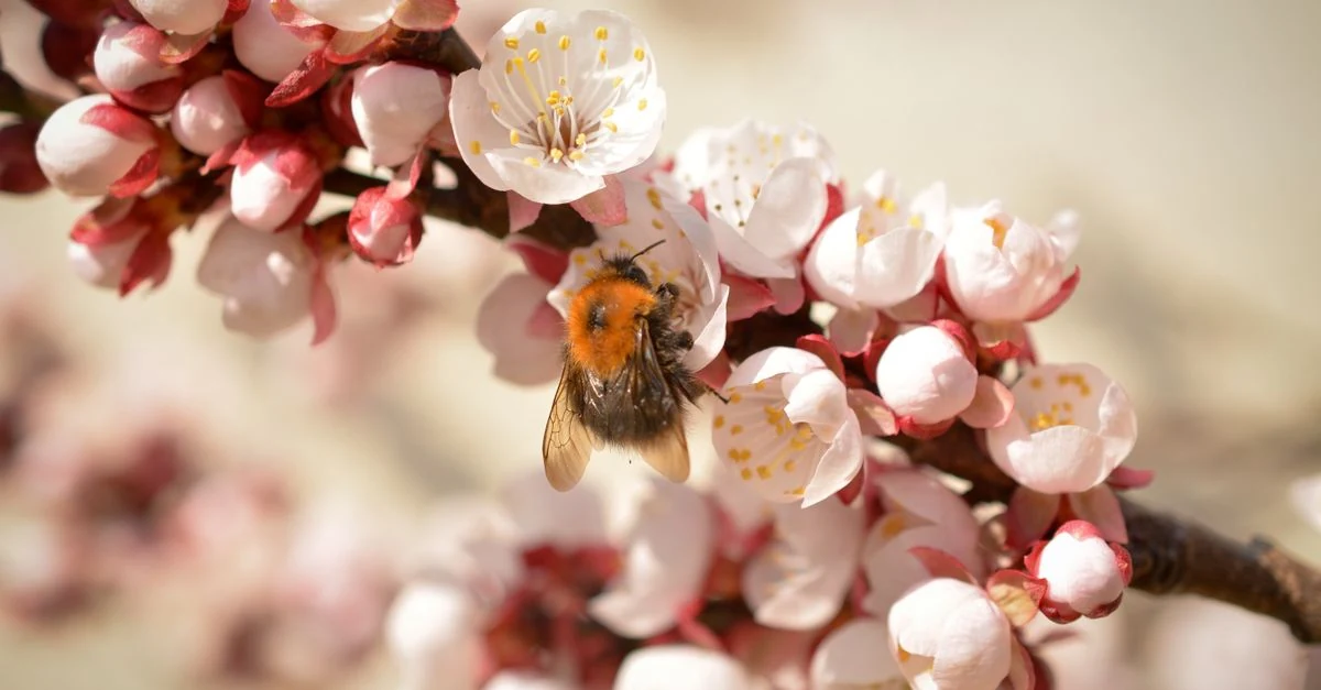 家庭の果樹の花に柔らかい筆で人工授粉する様子