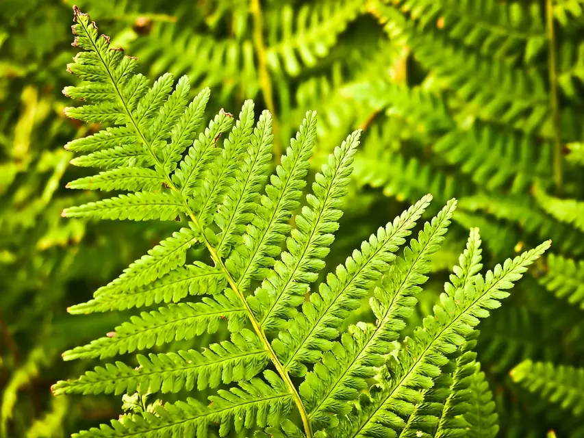 園芸用ラベルとマーカーを使って植物名と栽培日を管理する庭