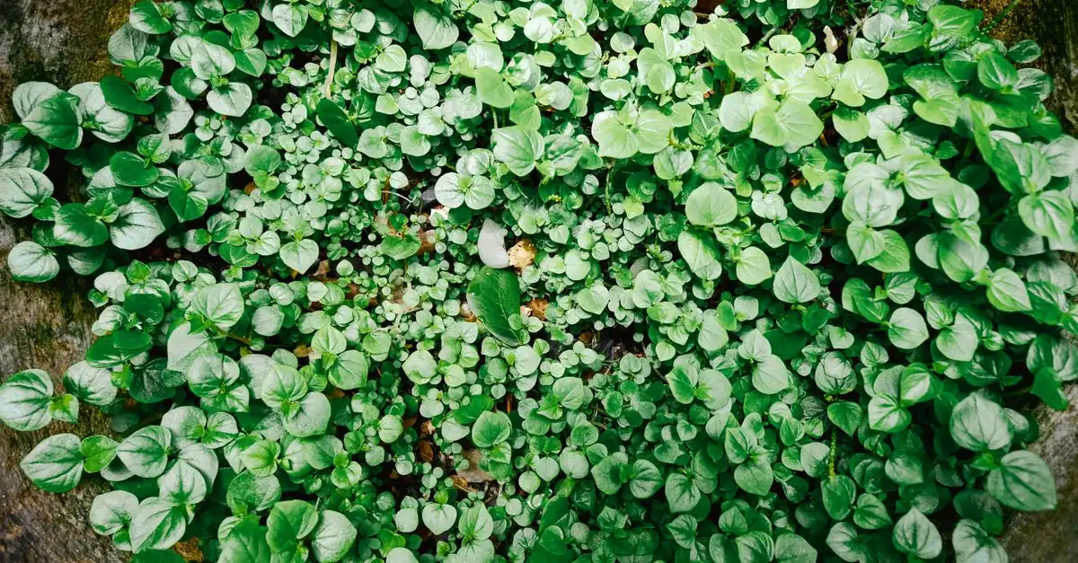 庭土にグランドカバー苗を適切な株間で仮置きして植え付ける様子