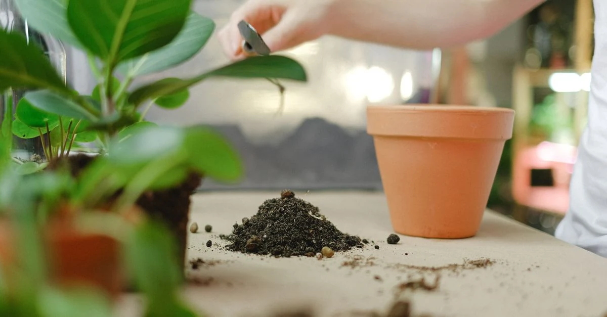 室内の観葉植物と液体肥料・置き肥を見比べる様子