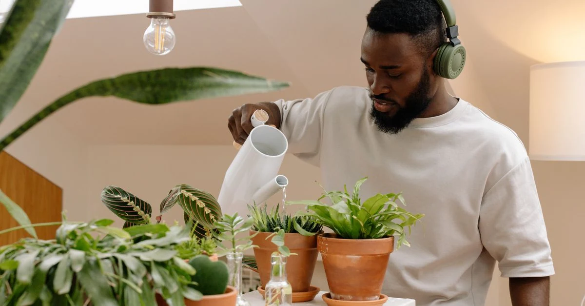 鉢土の乾き具合を確かめて観葉植物へ水やりする様子
