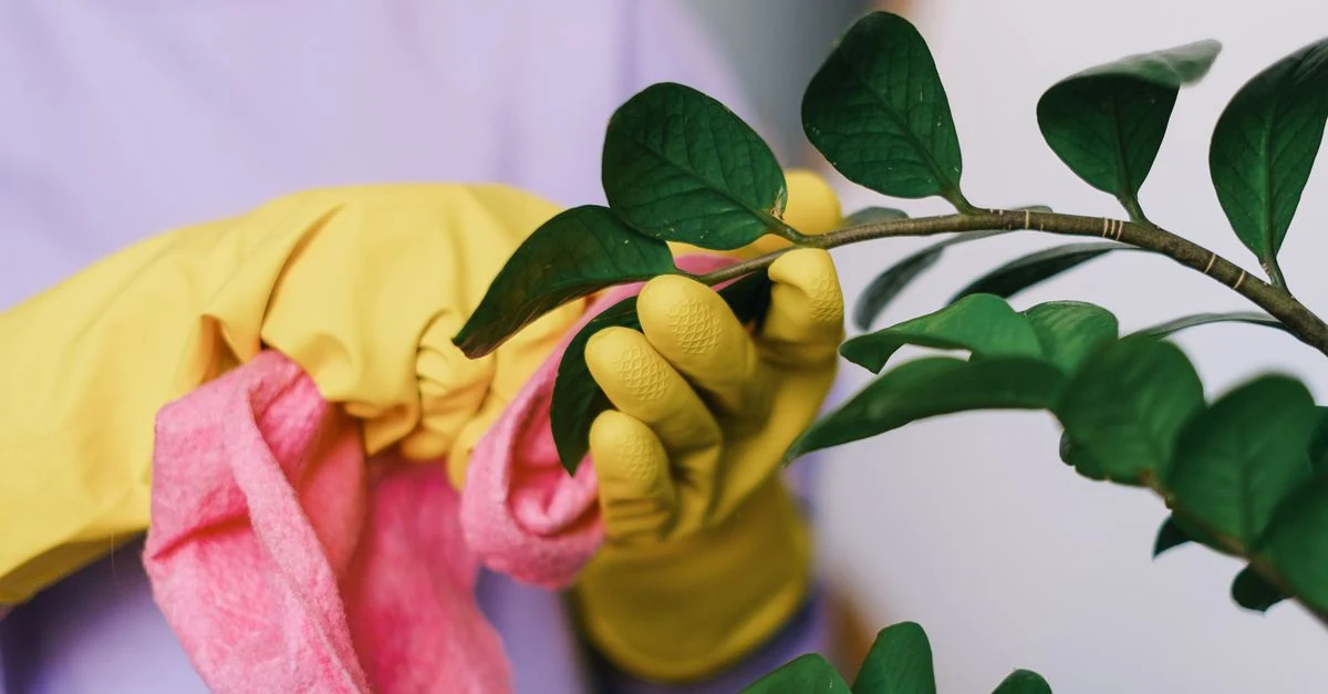黄色くなった観葉植物の葉を鉢土や葉裏とともに確認している様子
