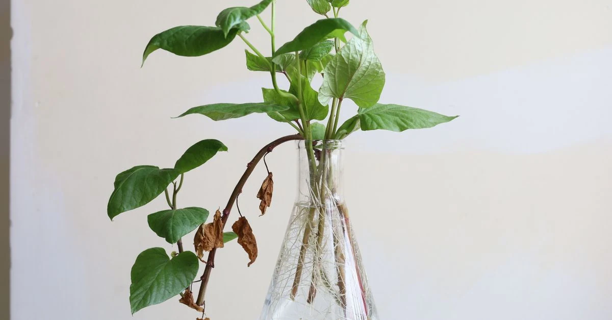 透明な容器とハイドロボールで育てるハイドロカルチャーの観葉植物