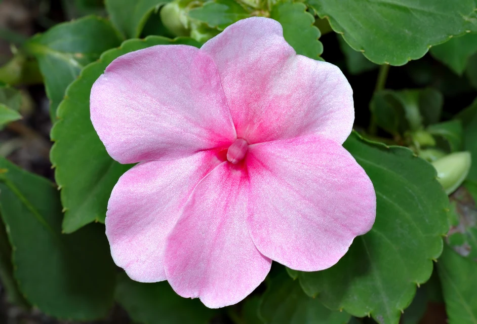 明るい日陰でインパチエンスとベゴニアを高低差をつけて植えた花壇