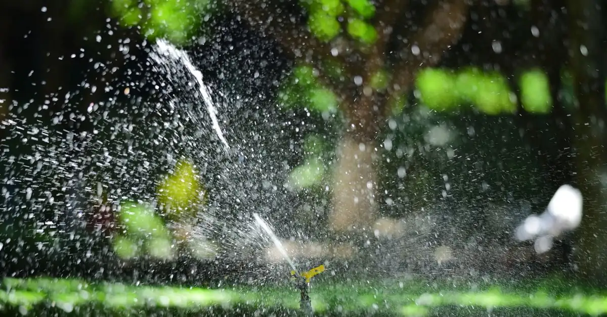 早朝に庭の芝生へホースで均一に水やりをする様子