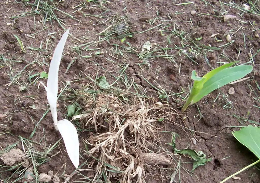 黄色や茶色に変色した植物の葉を観察して原因を診断する様子