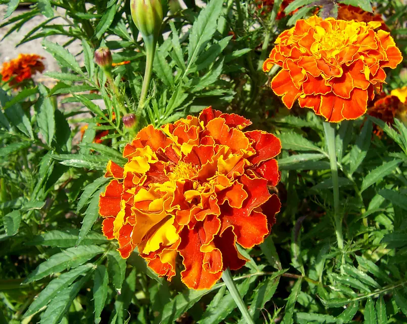 トマトの畝に黄色とオレンジのマリーゴールドを混植した家庭菜園