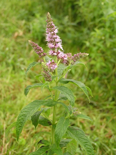 鉢植えで根域を管理して育てるミント