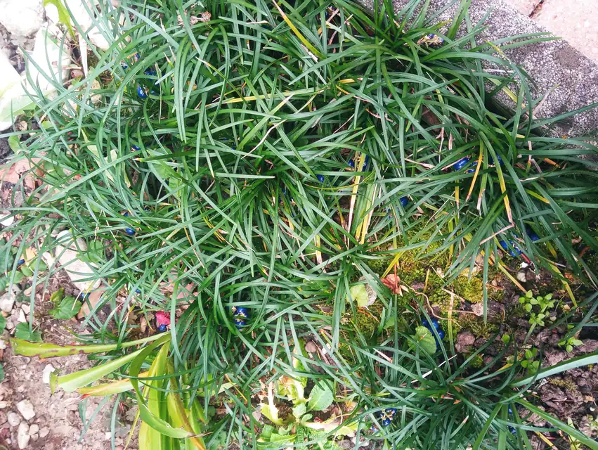 飛び石の周囲に植えたタマリュウとリュウノヒゲ