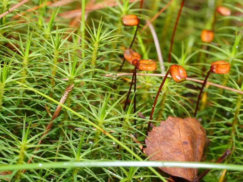 苔と石が調和する半日陰の苔庭