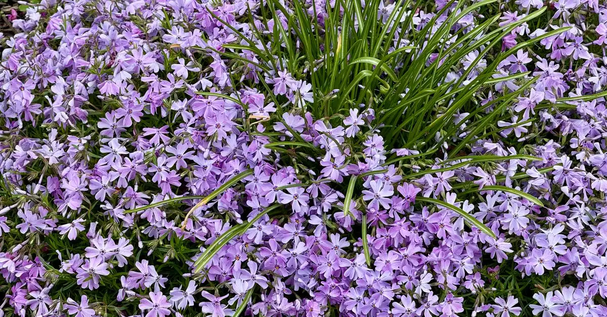 芝桜の緑の新芽と茶色く枯れ込んだ株元を確認する様子
