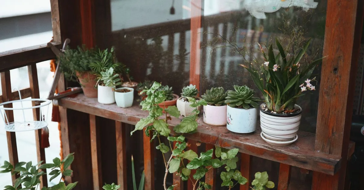 奥行きの狭いベランダに低い園芸ラックと植木鉢を安全に配置した様子