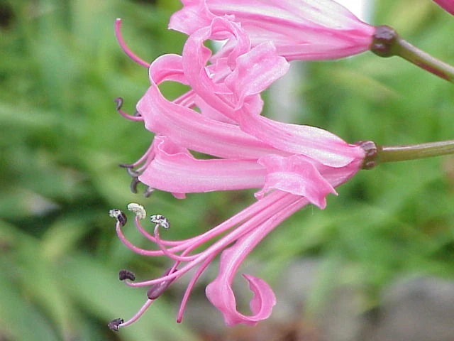 鉢植えで秋に咲くピンク色のネリネ（ダイヤモンドリリー）