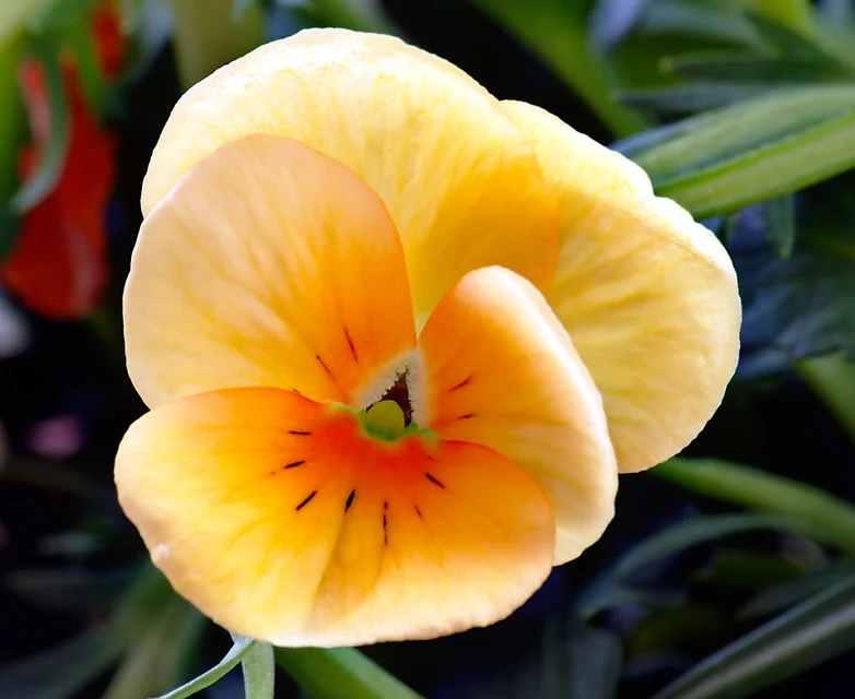 冬の花壇に植えた色とりどりのパンジーとビオラ