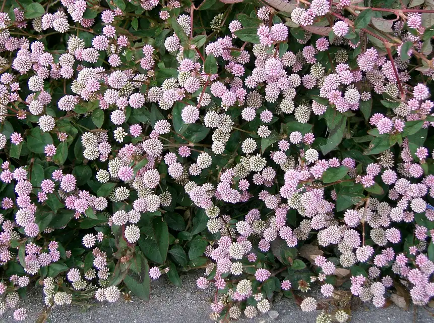 庭の花壇を覆うピンク色のヒメツルソバと境界を手入れする様子