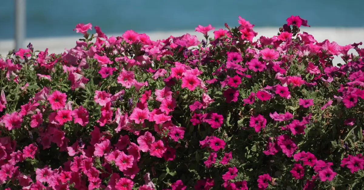 鉢植えのペチュニアを健康な葉と脇芽の上で切り戻す手元