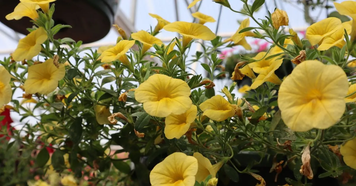 大輪のペチュニアと小輪のカリブラコアを組み合わせた寄せ植え