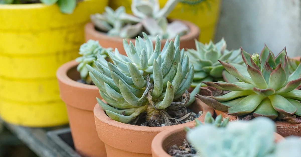 人気のベンケイソウ科の多肉植物を見比べる鉢植え