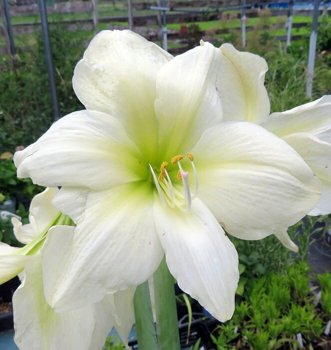 アマリリス ホワイトラスカル 4号ポット植え