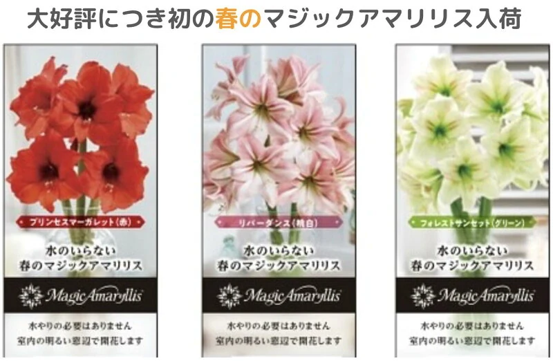 マジックアマリリス 2球セット