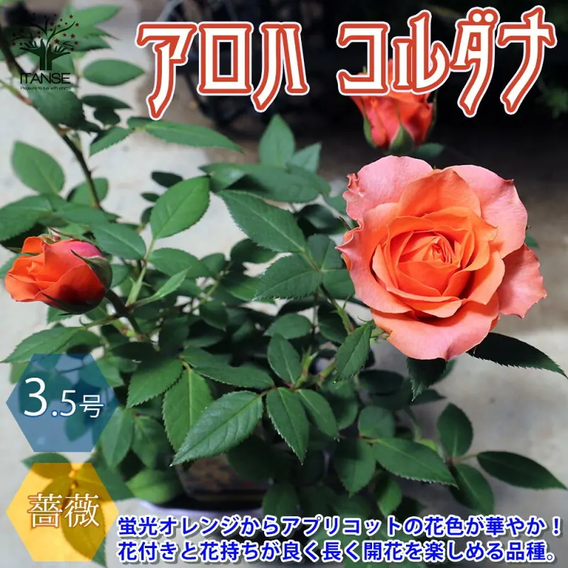 アロハ コルダナ ミニバラ 3.5号鉢