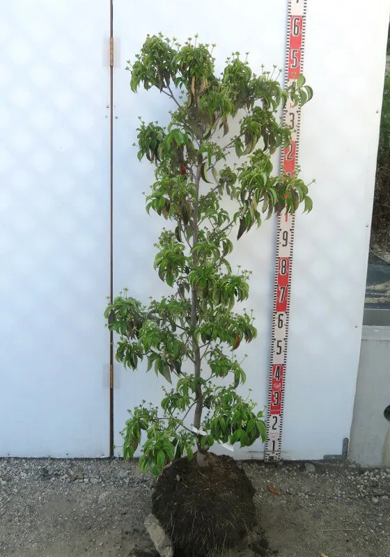 常緑山法師 月光 樹高約1.2m苗