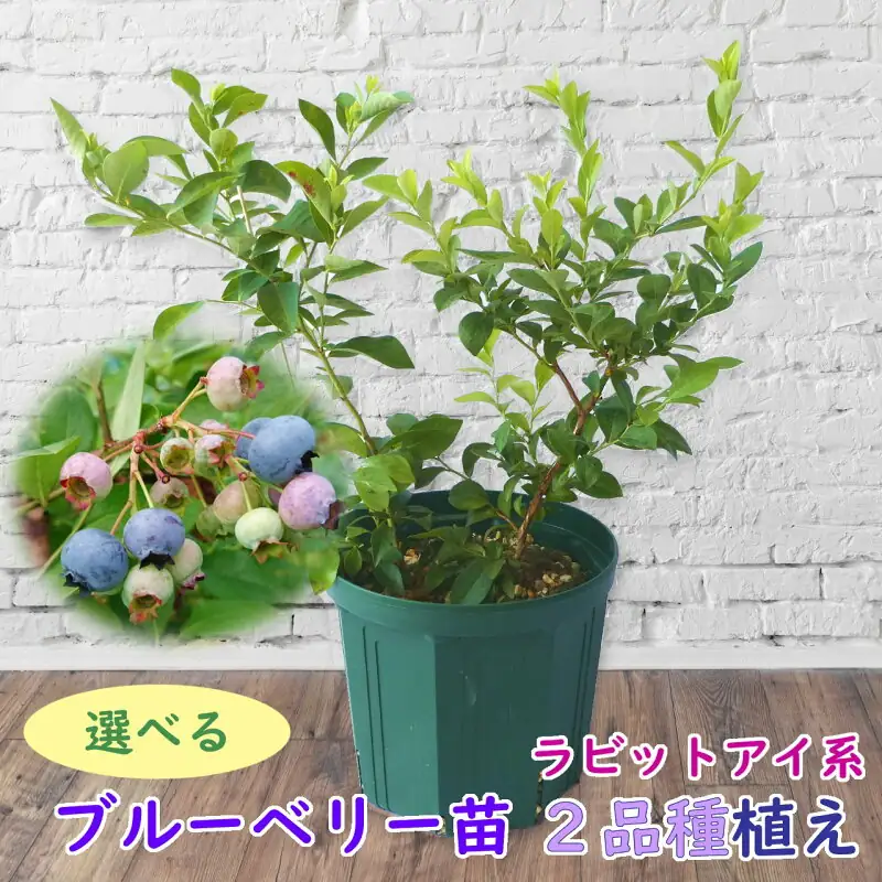 藤園芸 ラビットアイ系2品種植え8号鉢