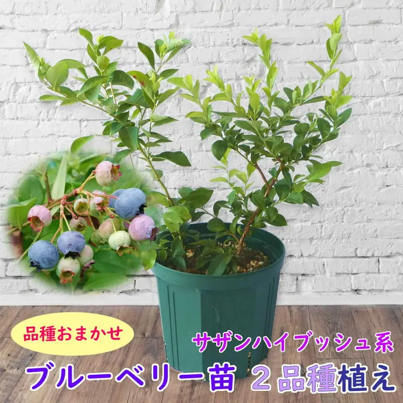 藤園芸 サザンハイブッシュ系2品種植え8号鉢