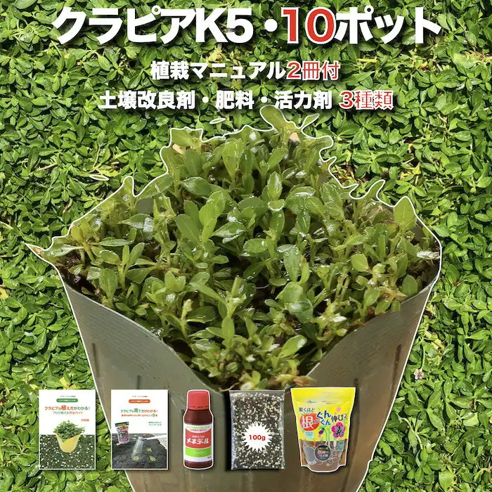 クラピアK5 10株土壌改良セット