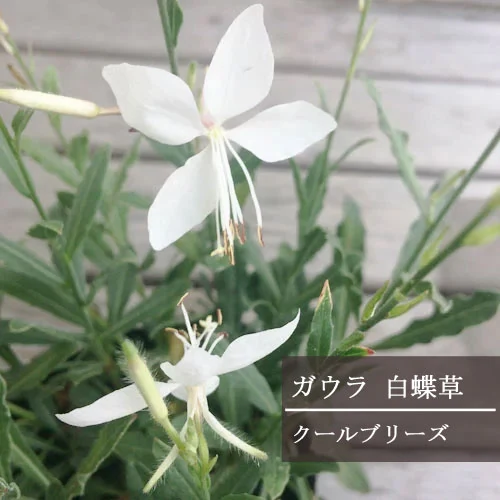 白蝶草ガウラ 白花 3〜3.5号ポット苗