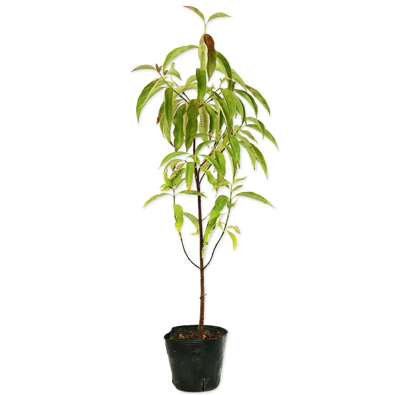 greenbox 10010665