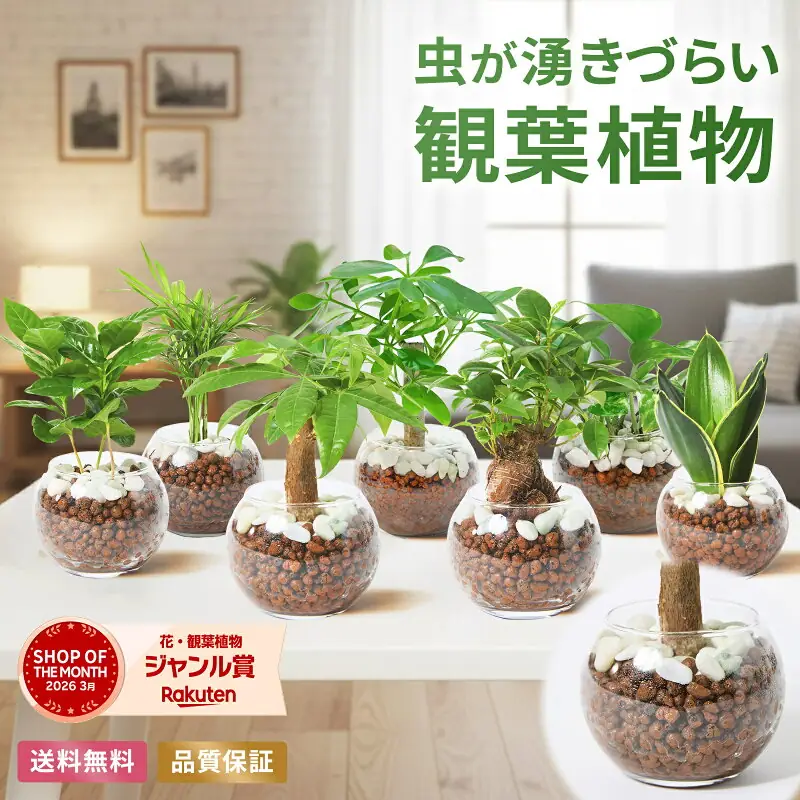 BLOOM&E ストア ミニハイドロカルチャー観葉植物