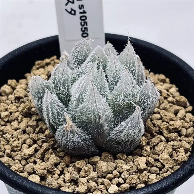 ハオルチア ベヌスタ 3.5cm株